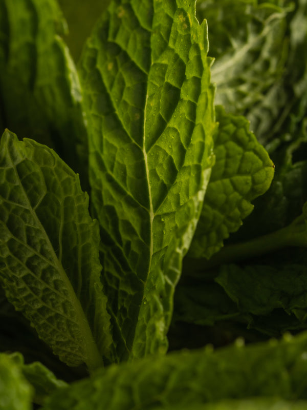 PURA SMART SCENT- Green Tea Citrus